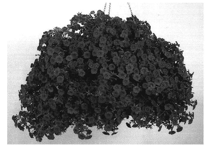 Figure 1 of US plant patent PP19863, the photograph of Cal Scare08 printed in the patent.