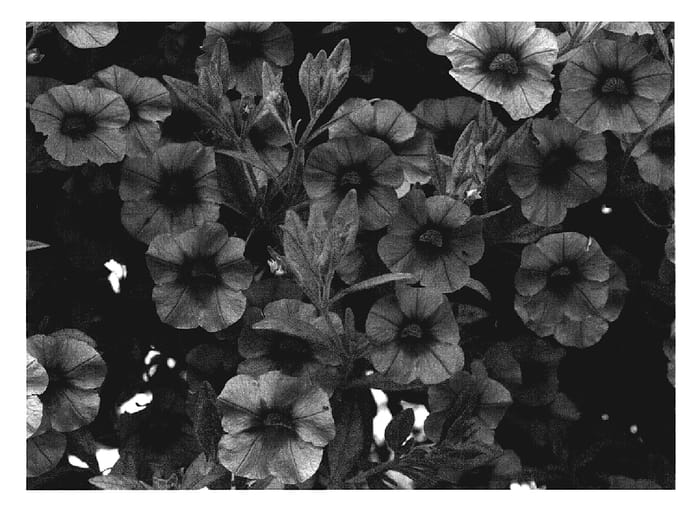 Figure 1 of US plant patent PP19864, the photograph of Cal Orang08 printed in the patent.