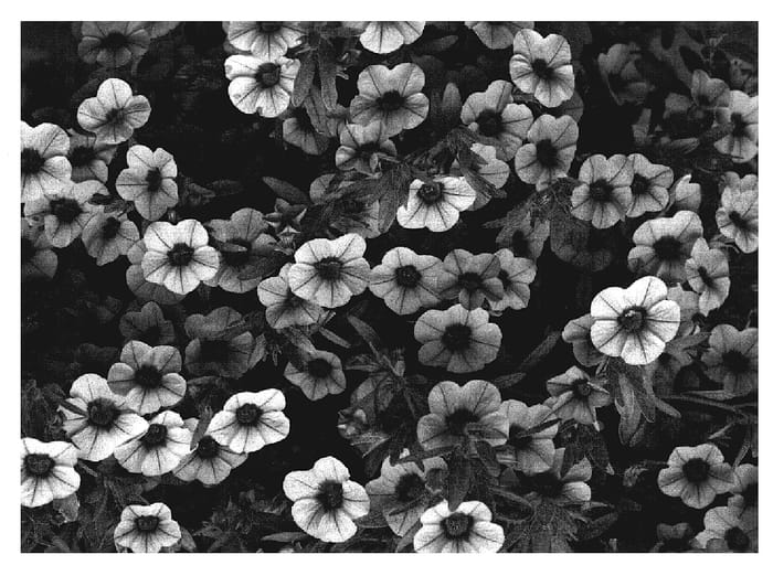 Figure 1 of US plant patent PP19865, the photograph of Cal Peachy printed in the patent.