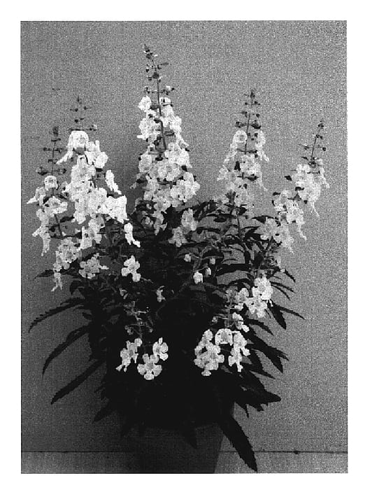 Figure 1 of US plant patent PP19866, the photograph of Anwhitim printed in the patent.