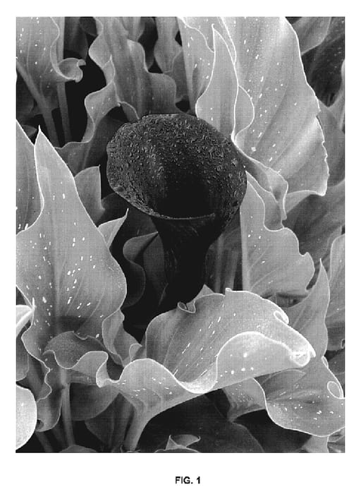 Figure 1 of US plant patent PP19867, the photograph of Merlot BLZ printed in the patent.