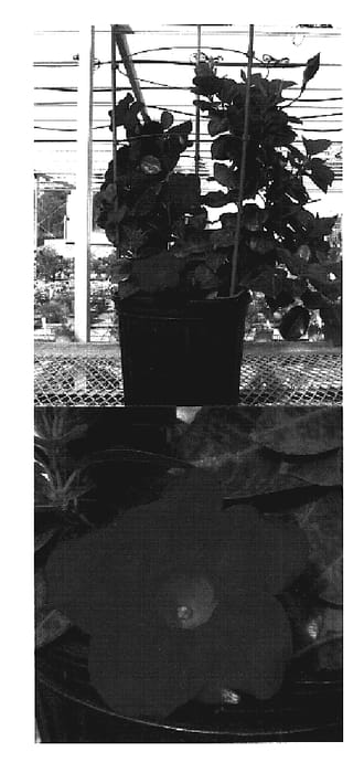 Figure 1 of US plant patent PP19868, the photograph of Sunparadai printed in the patent.