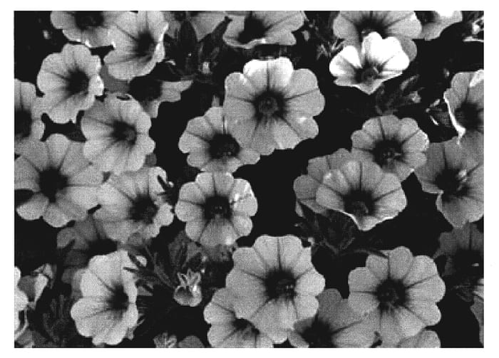 Figure 1 of US plant patent PP19869, the photograph of Cal Whiroen printed in the patent.