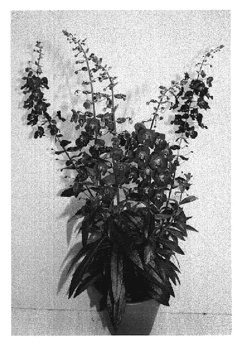 Figure 1 of US plant patent PP19870, the photograph of Andeepvi printed in the patent.