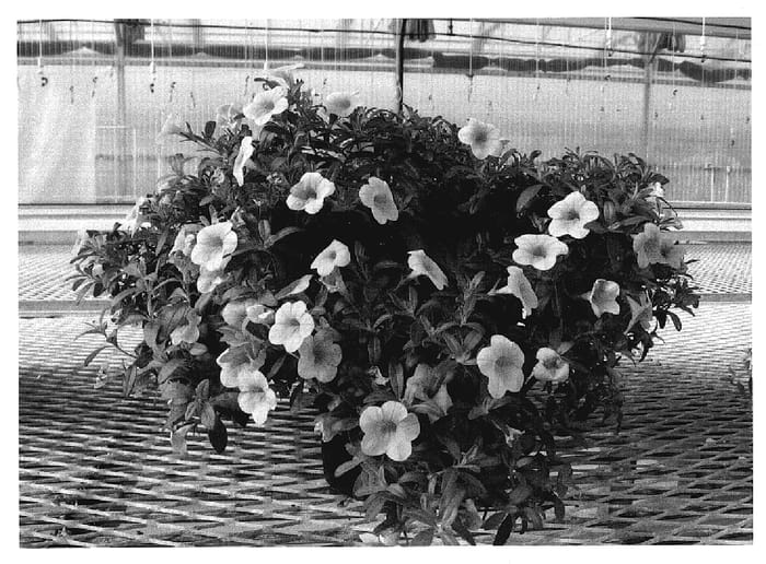 Figure 1 of US plant patent PP19871, the photograph of Cal Yell08 printed in the patent.