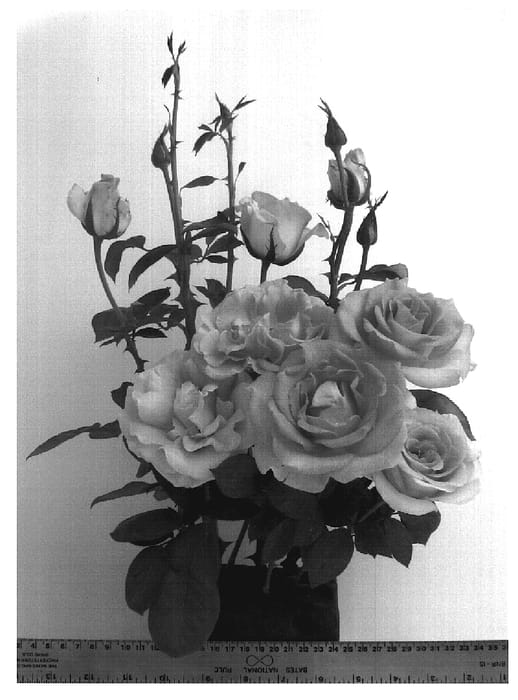 Figure 1 of US plant patent PP19872, the photograph of WEKmoomar printed in the patent.