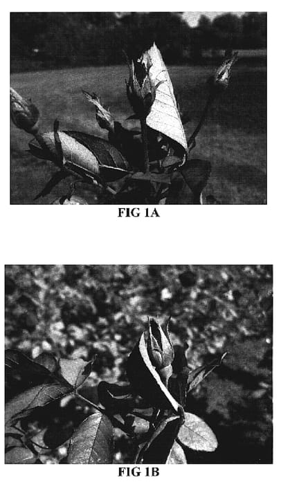 Figure 1 of US plant patent PP19873, the photograph of Emily Carr printed in the patent.