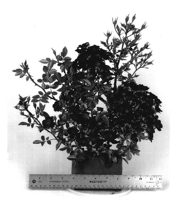 Figure 1 of US plant patent PP19874, the photograph of WEKairyven printed in the patent.