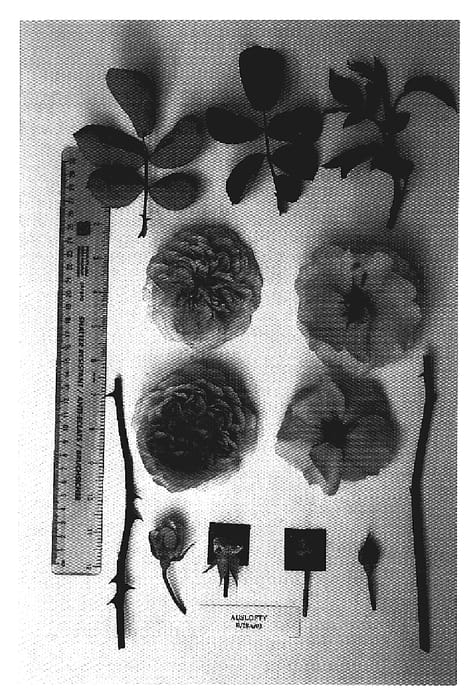 Figure 1 of US plant patent PP19875, the photograph of AUSlofty printed in the patent.