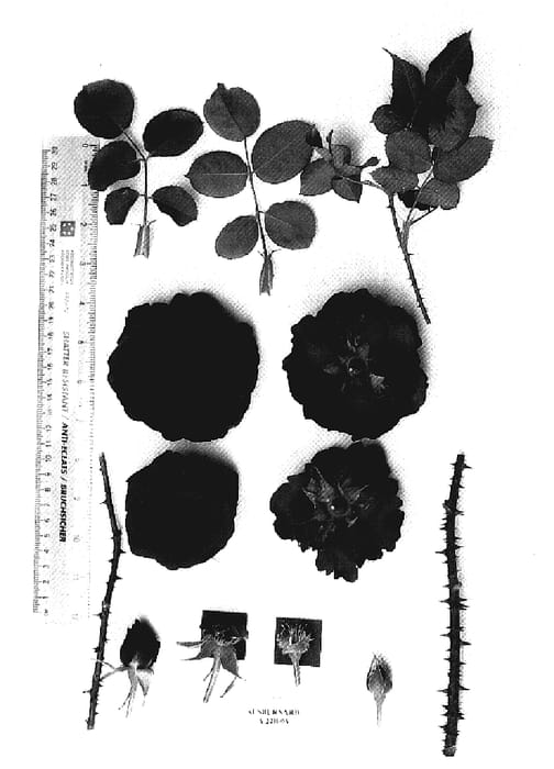Figure 1 of US plant patent PP19876, the photograph of AUSbernard printed in the patent.