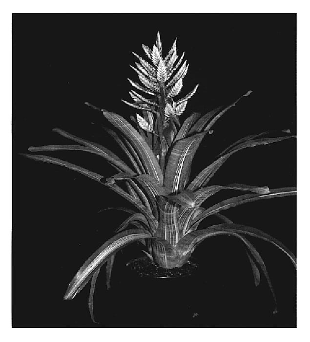 Figure 1 of US plant patent PP19877, the photograph of Fantasy printed in the patent.