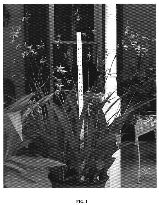 Figure 1 of US plant patent PP19878, the photograph of Kate printed in the patent.