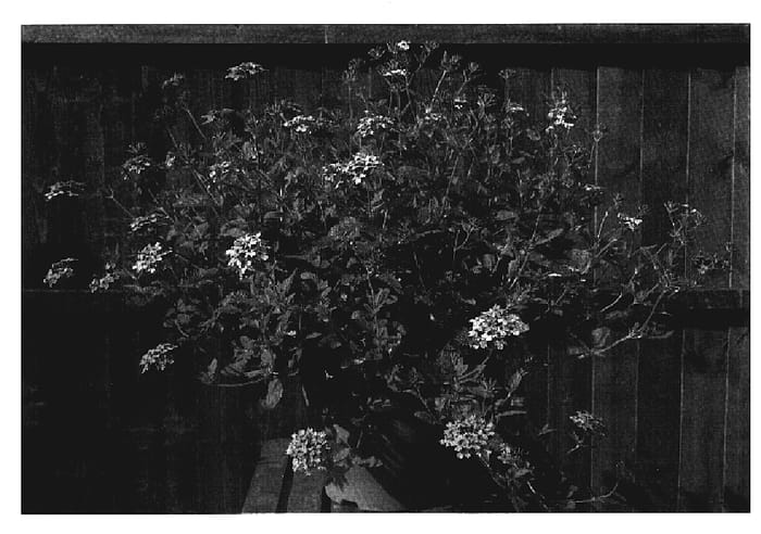 Figure 1 of US plant patent PP19879, the photograph of Seabrook's Lavender printed in the patent.