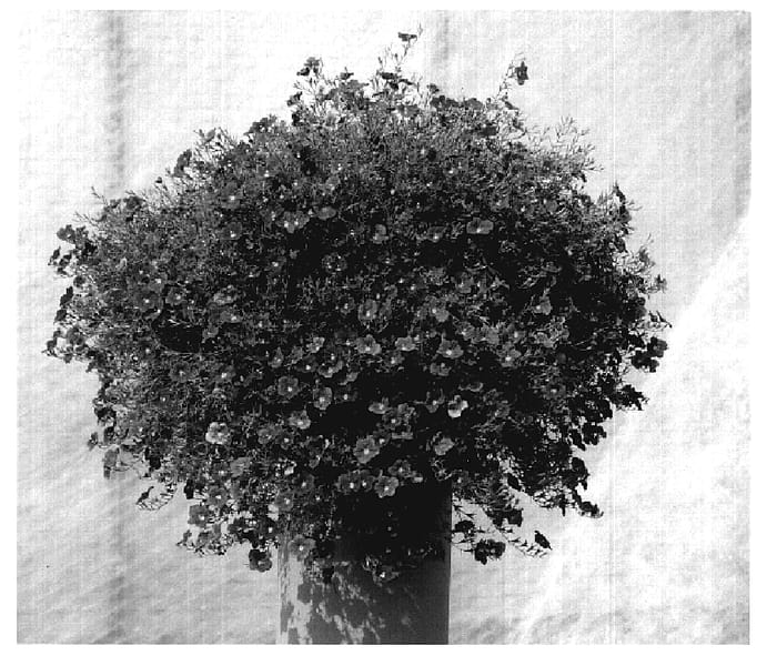 Figure 1 of US plant patent PP19880, the photograph of KLENC07344 printed in the patent.