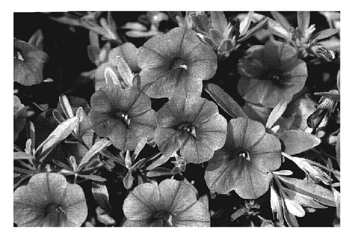 Figure 1 of US plant patent PP19881, the photograph of KLECA07153 printed in the patent.