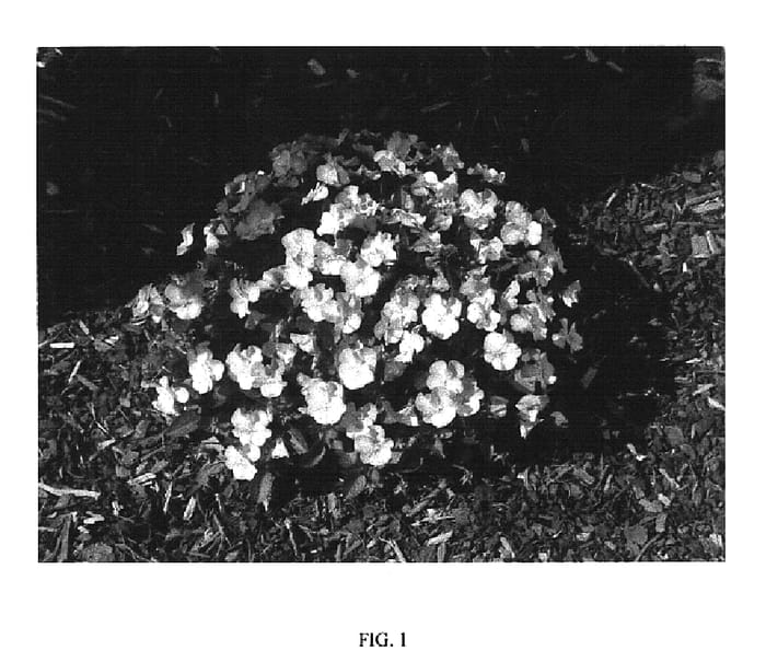 Figure 1 of US plant patent PP19882, the photograph of SMEV1 printed in the patent.
