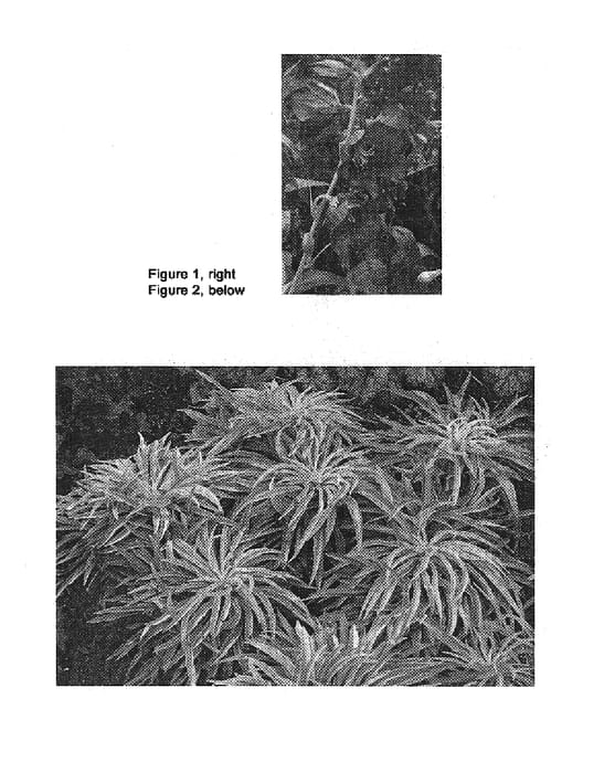 Figure 1 of US plant patent PP19883, the photograph of Blue-Eyed Blonde printed in the patent.