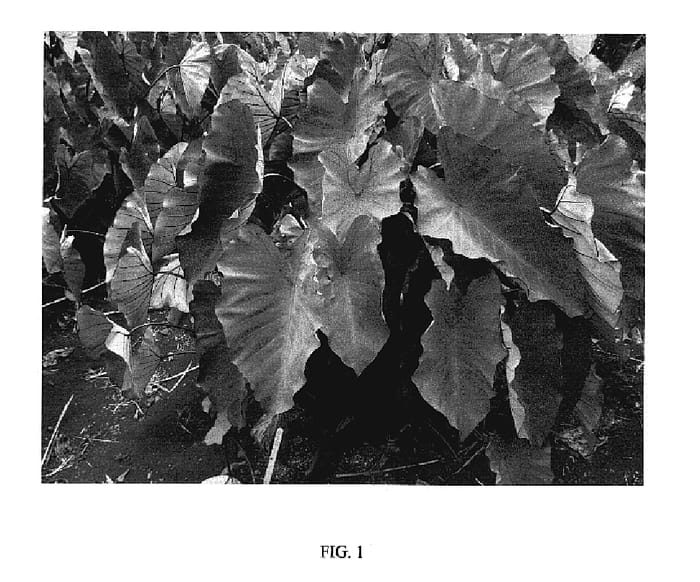 Figure 1 of US plant patent PP19884, the photograph of Hawaiian Eye printed in the patent.