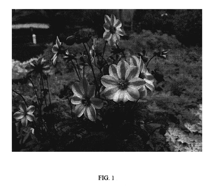 Figure 1 of US plant patent PP19885, the photograph of Zone Ten printed in the patent.