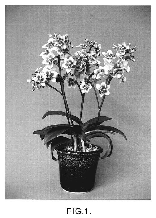 Figure 1 of US plant patent PP19886, the photograph of Sogo Linluo printed in the patent.
