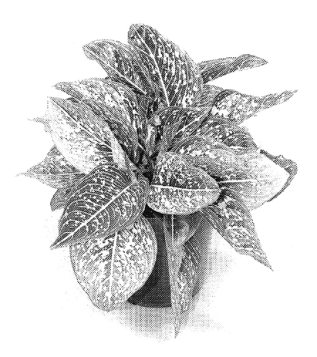 Figure 1 of US plant patent PP19887, the photograph of TWYAG0035 printed in the patent.