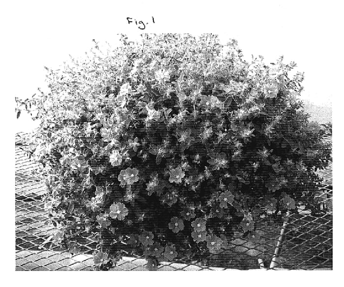 Figure 1 of US plant patent PP19888, the photograph of BURUSIERU printed in the patent.