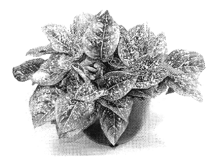Figure 1 of US plant patent PP19889, the photograph of TWYAG0031 printed in the patent.
