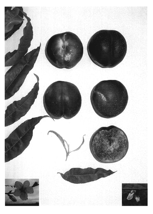 Figure 1 of US plant patent PP19890, the photograph of Sugarred II printed in the patent.