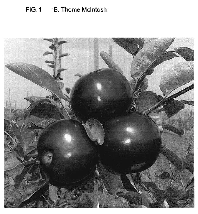 Figure 1 of US plant patent PP19891, the photograph of B. Thome McIntosh printed in the patent.