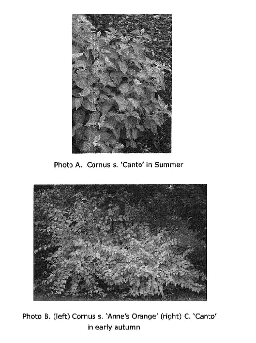 Figure 1 of US plant patent PP19892, the photograph of Cato printed in the patent.
