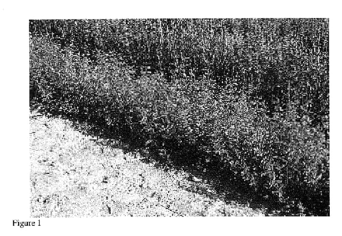 Figure 1 of US plant patent PP19893, the photograph of Prairie Twilight printed in the patent.