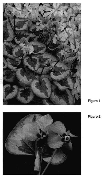 Figure 1 of US plant patent PP19894, the photograph of Something Magic printed in the patent.