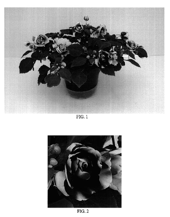 Figure 1 of US plant patent PP19895, the photograph of Balolespri printed in the patent.
