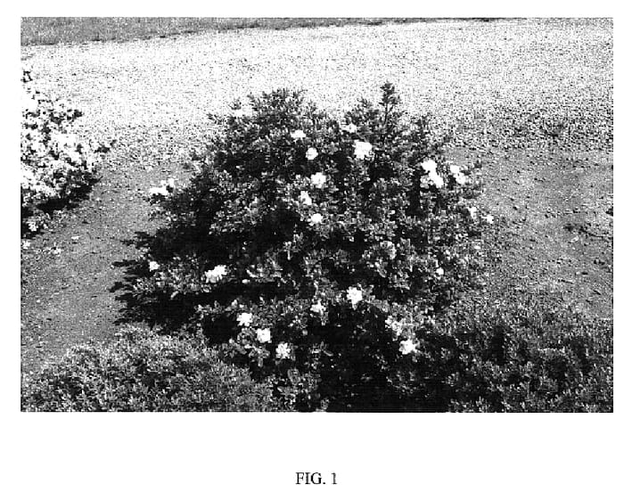 Figure 1 of US plant patent PP19896, the photograph of Crown Jewel printed in the patent.