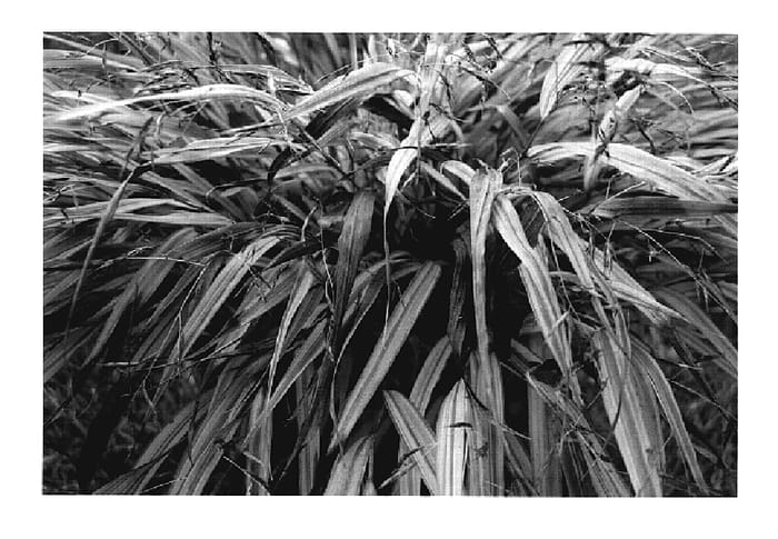 Figure 1 of US plant patent PP19897, the photograph of Naomi printed in the patent.