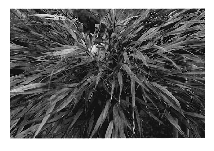 Figure 1 of US plant patent PP19898, the photograph of Nicolas printed in the patent.