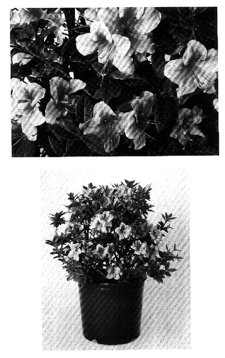 Figure 1 of US plant patent PP19899, the photograph of Robleo printed in the patent.