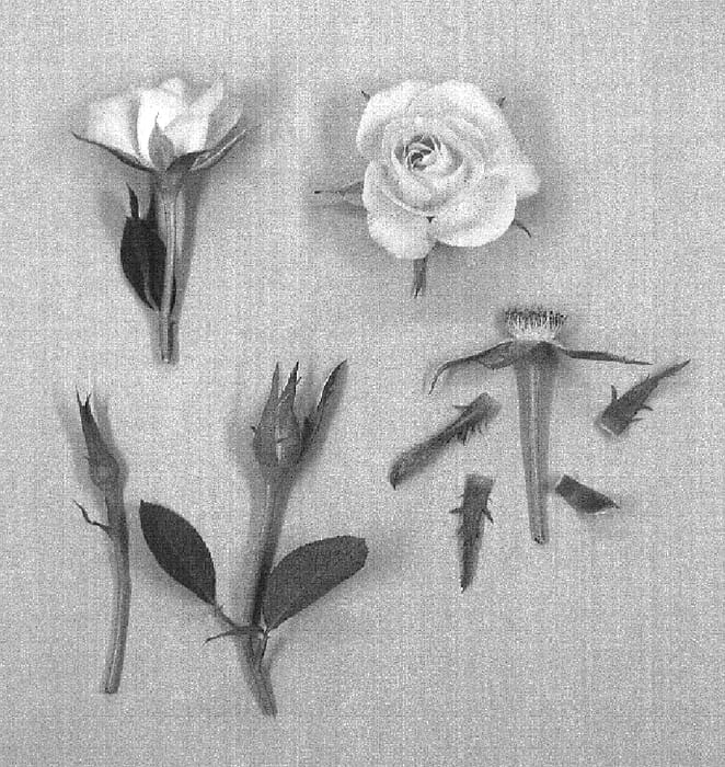 Figure 1 of US plant patent PP19900, the photograph of KORtifhar printed in the patent.