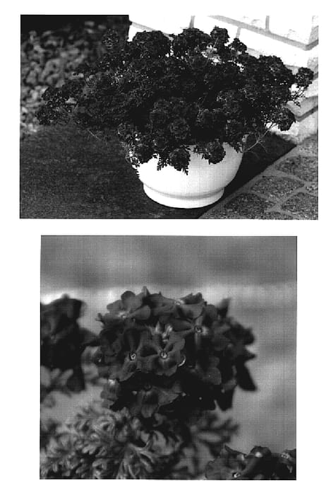 Figure 1 of US plant patent PP19901, the photograph of Wesvercavio printed in the patent.