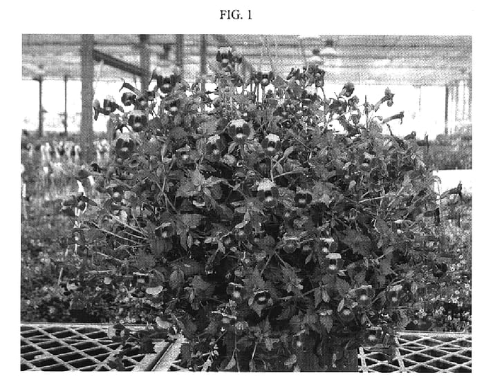 Figure 1 of US plant patent PP19902, the photograph of danmoon 18 printed in the patent.