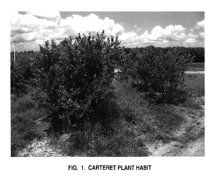 Figure 1 of US plant patent PP19903, the photograph of Carteret printed in the patent.