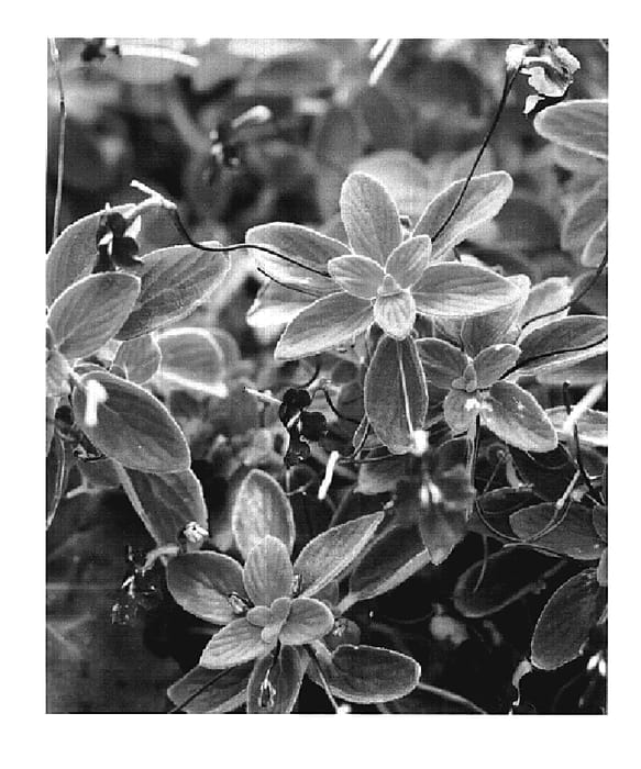 Figure 1 of US plant patent PP19904, the photograph of KLEST07337 printed in the patent.