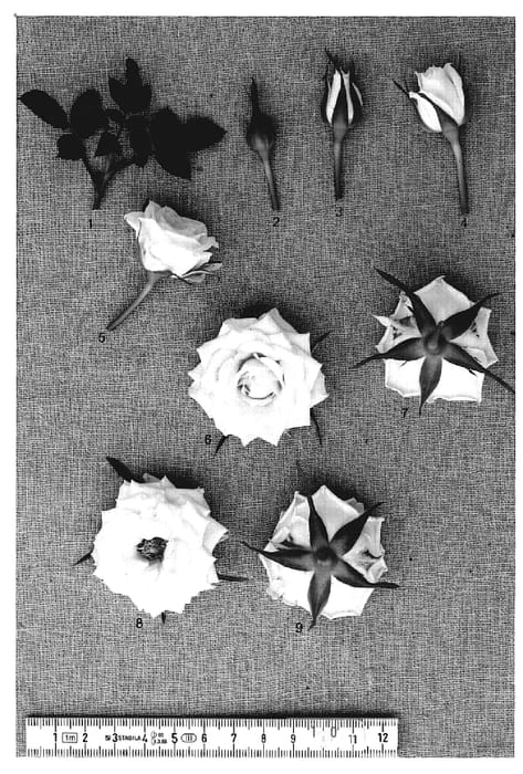 Figure 1 of US plant patent PP19905, the photograph of PACfiftysix printed in the patent.