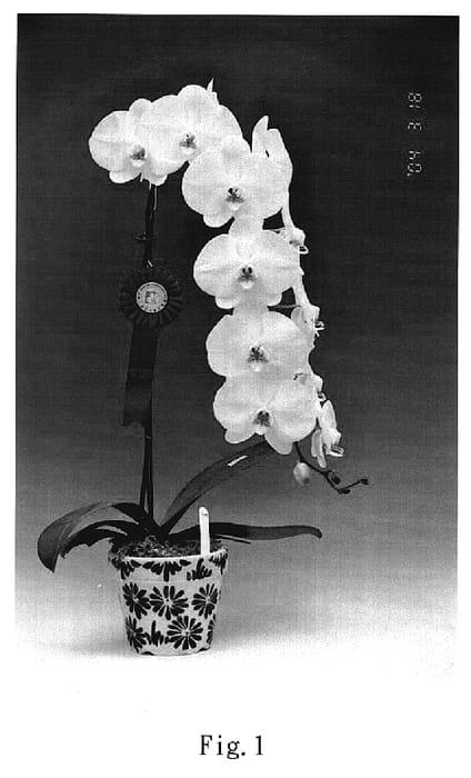 Figure 1 of US plant patent PP19906, the photograph of Queen V6 printed in the patent.