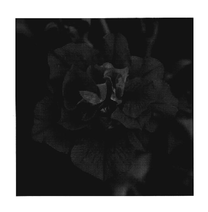 Figure 1 of US plant patent PP19907, the photograph of Kleph06126 printed in the patent.