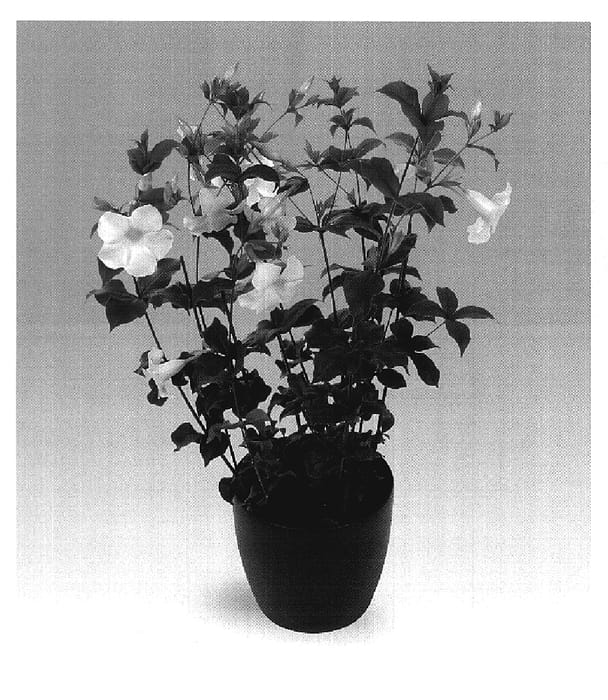 Figure 1 of US plant patent PP19908, the photograph of Siam Snow printed in the patent.