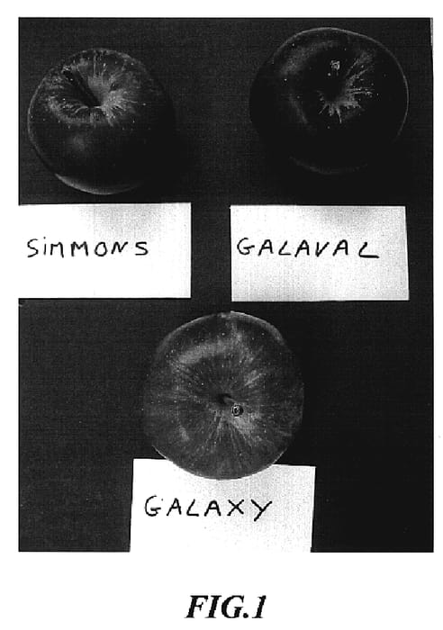 Figure 1 of US plant patent PP19909, the photograph of Galaval printed in the patent.