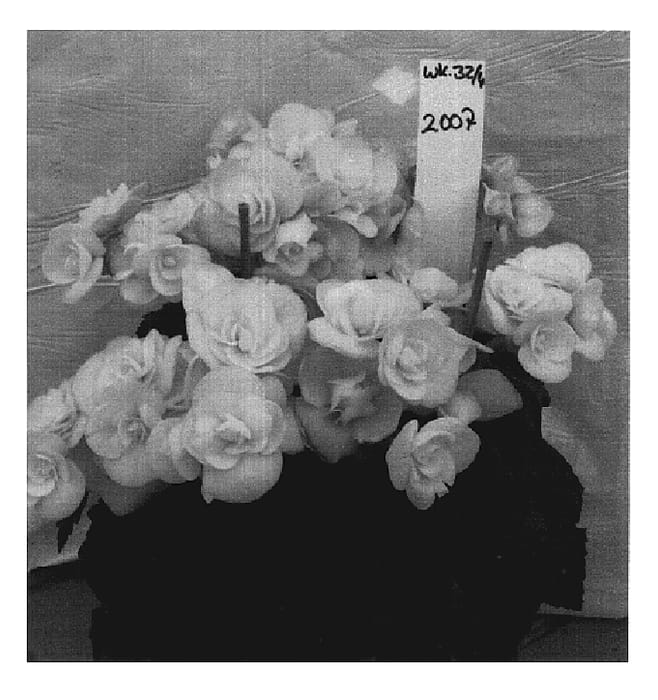 Figure 1 of US plant patent PP19910, the photograph of BBMIL printed in the patent.