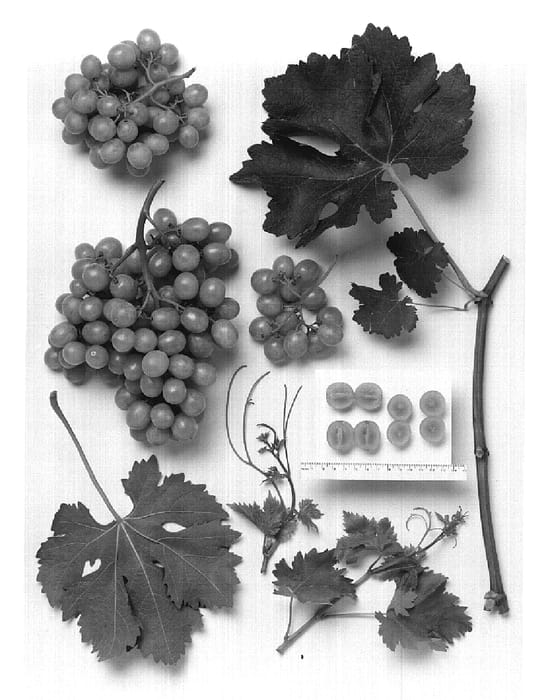Figure 1 of US plant patent PP19911, the photograph of Sheegene-11 printed in the patent.
