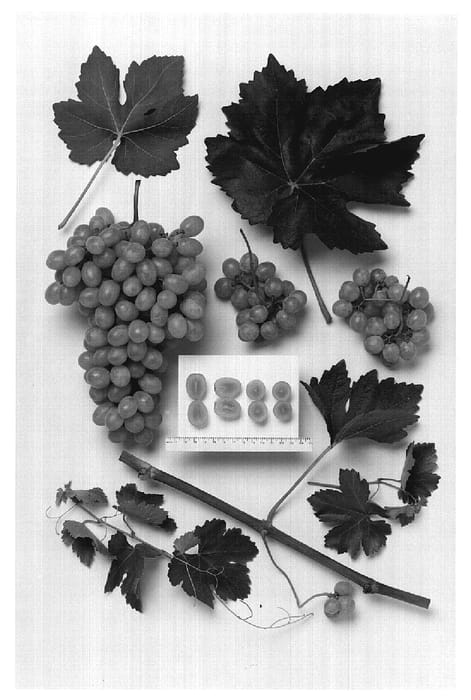 Figure 1 of US plant patent PP19912, the photograph of Sheegene-2 printed in the patent.